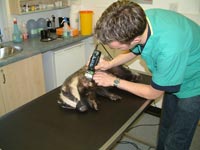 vet