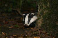 badger