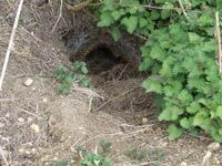 sett