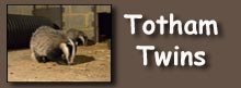 totham button