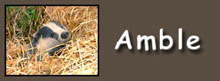 amble button