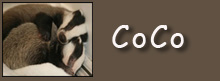 coco button