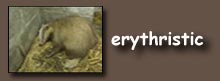 erythristic button