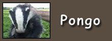 pongo button