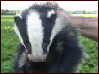 Pongo