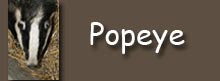popeye button