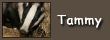 tammy button