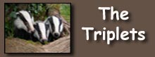 triplets
