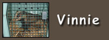 vinnie button