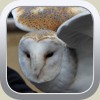 barn owl