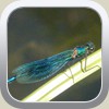 Damselfly by Renee Hockley Byam