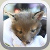 fox cub