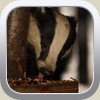 nut loving badger