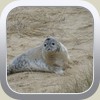  Grey seal by Renee Hockley Byam