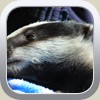 Pampered Badger