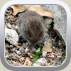 vole by Renee Hockley Byam