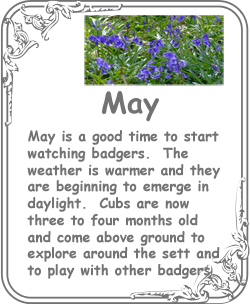 may