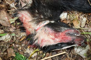 snaredbadger
