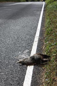 badgeronroad