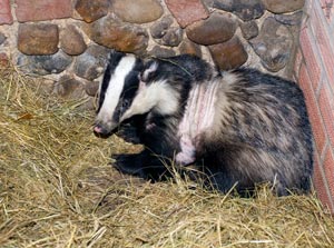 injuredbadger